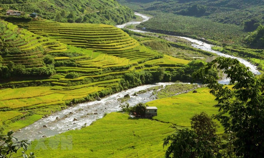 Khi tiết trời sang thu vào cuối tháng 8 và đầu tháng 9 cũng là lúc những thửa ruộng bậc thang tại xã biên giới Sì Lở Lầu, huyện Phong Thổ (tỉnh Lai Châu) chuyển mình sang màu vàng trên những cánh đồng ẩn hiện giữa núi rừng xanh ngát ở Tây Bắc như những bức tranh tuyệt đẹp tạo được tạo nên từ những bàn tay khéo léo của đồng bào dân tộc người Dao và Hà Nhì. Ảnh: Quý Trung/TTXVN Khi tiết trời sang thu vào cuối tháng 8 và đầu tháng 9 cũng là lúc những thửa ruộng bậc thang tại xã biên giới Sì Lở Lầu, huyện Phong Thổ (tỉnh Lai Châu) chuyển mình sang màu vàng trên những cánh đồng ẩn hiện giữa núi rừng xanh ngát ở Tây Bắc như những bức tranh tuyệt đẹp tạo được tạo nên từ những bàn tay khéo léo của đồng bào dân tộc người Dao và Hà Nhì. (Ảnh: Quý Trung/TTXVN)