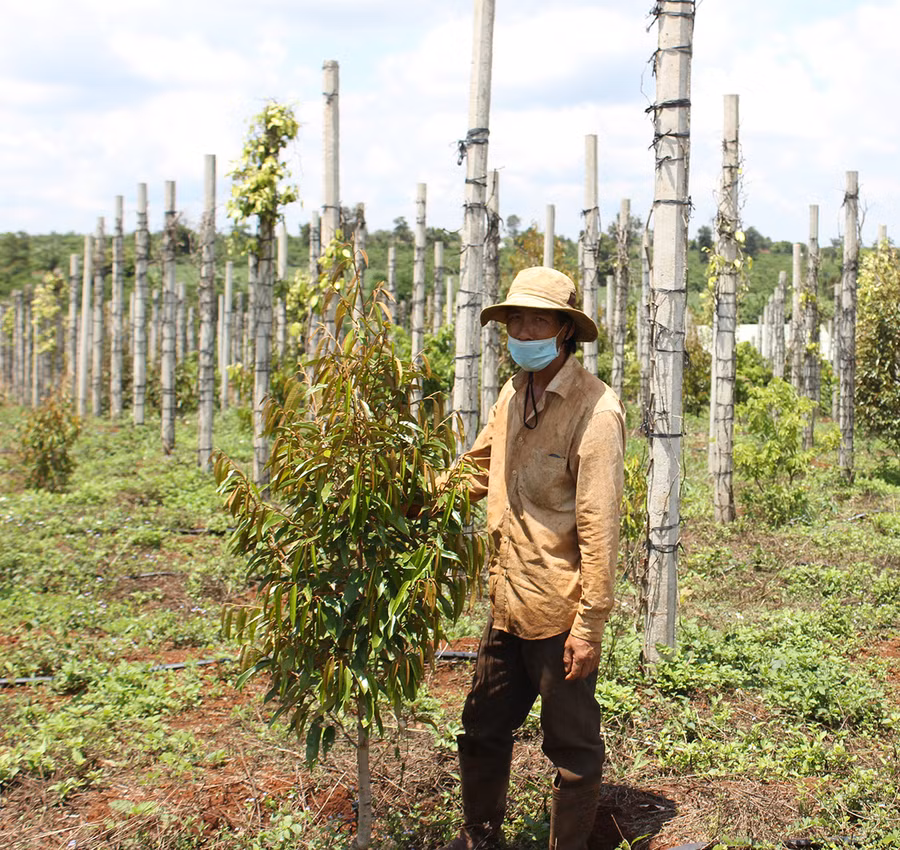Người dân xã Ia Tiêm trồng xen canh cây ăn quả vào vườn hồ tiêu đã chết. Ảnh: Nguyễn Diệp