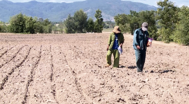 Ngành nông nghiệp các địa phương ảnh hưởng do hạn hán khuyến cáo người dân chuyển đổi cây trồng phù hợp ở các diện tích thường xuyên gặp hạn (ảnh T.H) Ngành nông nghiệp các địa phương ảnh hưởng do hạn hán khuyến cáo người dân chuyển đổi cây trồng phù hợp ở các diện tích thường xuyên gặp hạn (ảnh T.H)