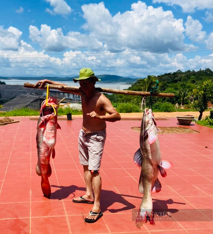 Hai con cá lăng đuôi đỏ mỗi con nặng 30kg và 31kg cũng được một cần thủ câu ngay tại khúc sông này. Hai con cá lăng đuôi đỏ mỗi con nặng 30kg và 31kg cũng được một cần thủ câu ngay tại khúc sông này