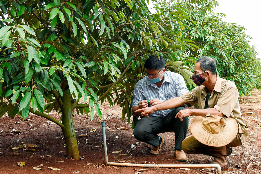 2. Chung tay xây dựng NTM, gia đình ông Nguyễn Trọng Dũng (thôn Vinh Hà) đã hiến 1.200 m2 đất để mở rộng đường giao thông. Ông Dũng còn là 1 trong những nông dân ứng dụng công nghệ cao vào sản xuất với 1.000 trụ hồ tiêu, 2 ha cà phê và 1.000 cây sầu riêng gắn hệ thống tưới tiết kiệm…; mỗi năm cho thu nhập trên 400 triệu đồng.