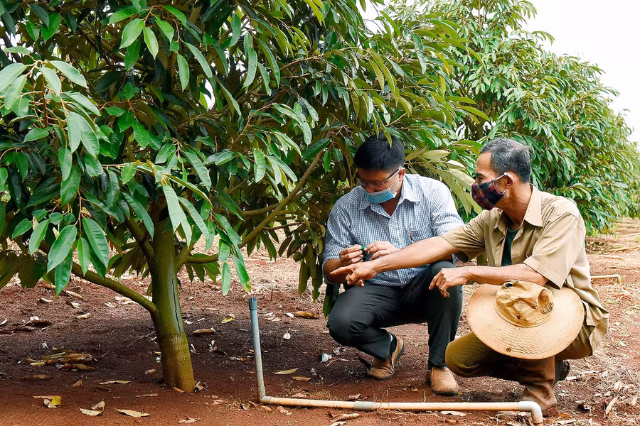 2. Chung tay xây dựng NTM, gia đình ông Nguyễn Trọng Dũng (thôn Vinh Hà) đã hiến 1.200 m2 đất để mở rộng đường giao thông. Ông Dũng còn là 1 trong những nông dân ứng dụng công nghệ cao vào sản xuất với 1.000 trụ hồ tiêu, 2 ha cà phê và 1.000 cây sầu riêng gắn hệ thống tưới tiết kiệm…; mỗi năm cho thu nhập trên 400 triệu đồng.