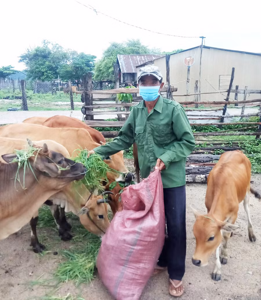 Già làng Hiao Klơng chăm sóc đàn bò của gia đình. Ảnh: Nguyễn Chi