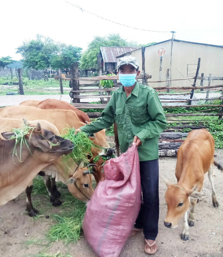 Già làng Hiao Klơng chăm sóc đàn bò của gia đình. Ảnh: Nguyễn Chi Già làng Hiao Klơng chăm sóc đàn bò của gia đình. Ảnh: Nguyễn Chi