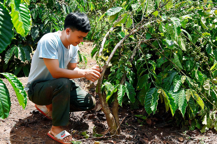 Được tham gia tập huấn ghép chồi trên cây cà phê do UBND xã tổ chức, anh Rơ Mah Toàn (làng Kành) đã tự ghép chồi cây cho rẫy cà phê gần 1 ha của gia đình. Ngoài ra, gia đình còn làm thêm 1 sào lúa và chăn nuôi heo… gia đình đã thoát nghèo và thu nhập ổn định từ 70-80 triệu đồng/năm.
