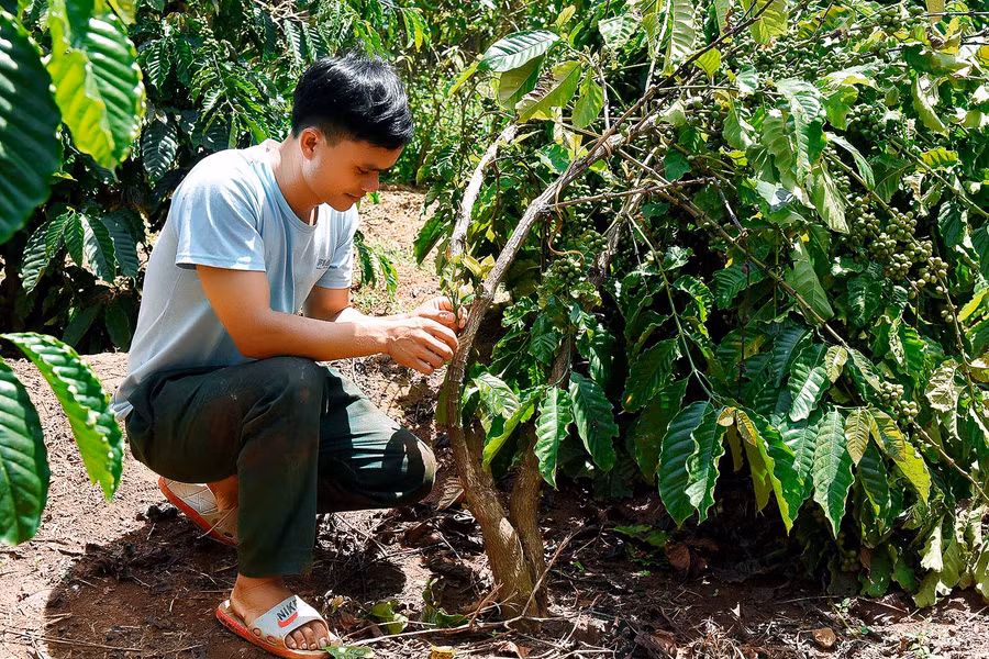 Được tham gia tập huấn ghép chồi trên cây cà phê do UBND xã tổ chức, anh Rơ Mah Toàn (làng Kành) đã tự ghép chồi cây cho rẫy cà phê gần 1 ha của gia đình. Ngoài ra, gia đình còn làm thêm 1 sào lúa và chăn nuôi heo… gia đình đã thoát nghèo và thu nhập ổn định từ 70-80 triệu đồng/năm.