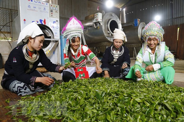 Bà con dân tộc thiểu số tỉnh Tuyên Quang lựa chọnchè Shan tuyết trước khi chế biến. (Ảnh: Nam Sương/TTXVN)  Bà con dân tộc thiểu số tỉnh Tuyên Quang lựa chọnchè Shan tuyết trước khi chế biến. (Ảnh: Nam Sương/TTXVN)