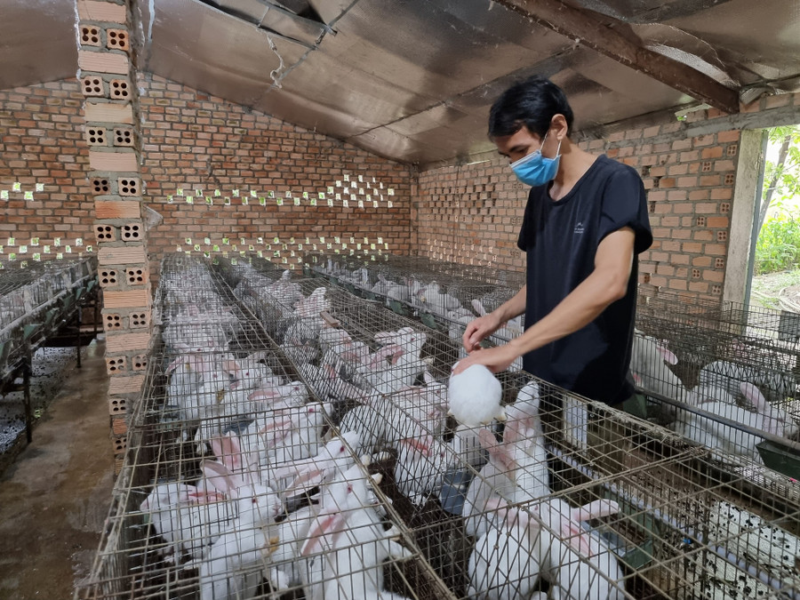 Nhờ mạnh dạn đầu tư và tích lũy kinh nghiệm, mô hình nuôi thỏ của anh Huy mang lại thu nhập cao cho gia đình Nhờ mạnh dạn đầu tư và tích lũy kinh nghiệm, mô hình nuôi thỏ của anh Huy mang lại thu nhập cao cho gia đình