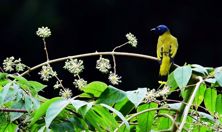Hai vùng lõi của Khu dự trữ sinh quyển Cao nguyên Kon Hà Nừng sở hữu hệ động-thực vật phong phú, có nhiều loài đặc hữu. Ảnh: Tư liệu