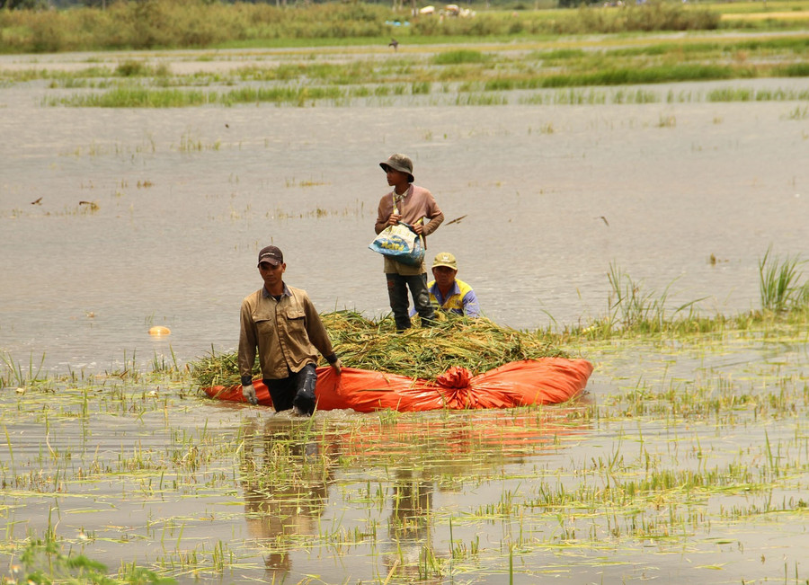 Kết bè vận chuyển lúa giữa cánh đồng bị ngập. Ảnh: Hoàng Bình