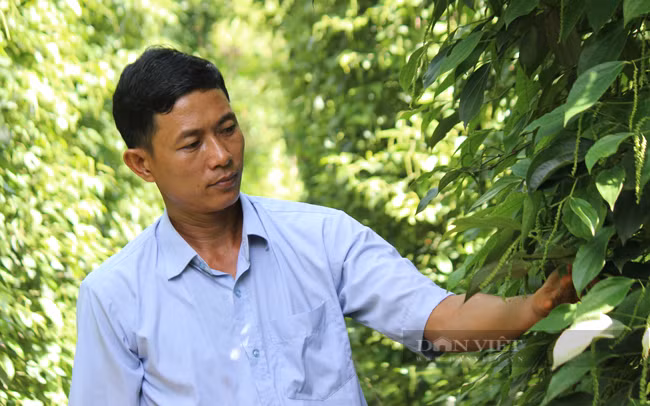 Ông Phạm Quang Chung chăm sóc tiêu ở HTX Lộc Quang, huyện Lộc Ninh (Bình Phước). Ảnh: Nguyên Vỹ