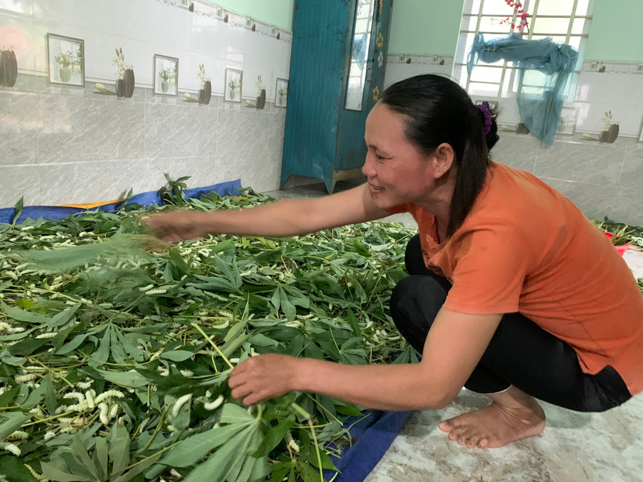 Chị Lương Thị Nhàn (thôn Drok, xã Chư A Thai, huyện Phú Thiện) chăm sóc lứa tằm lá mì đã được 12 ngày. Ảnh: Vũ Chi