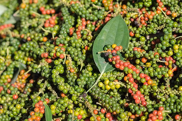 Giá tiêu hôm nay 27/9: Cơn sốt mới đẩy giá tiêu tiếp tục tăng bền vững cuối năm nay?