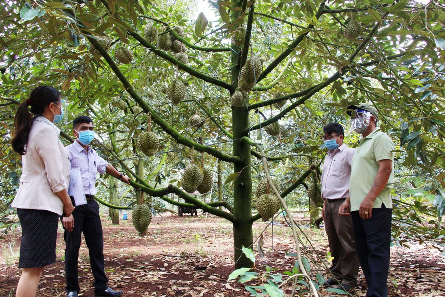 Đắk Lắk: Sầu riêng trái còn treo đầy trên cây, nông dân "phập phồng" lo lắng ảnh 1 Vườn sầu riêng của gia đình ông Bùi Đình Lục, thôn Tân Bắc, xã Ea Kênh, huyện Krông Pắc (tỉnh Đắk Lắk) chờ ngày thu hái.