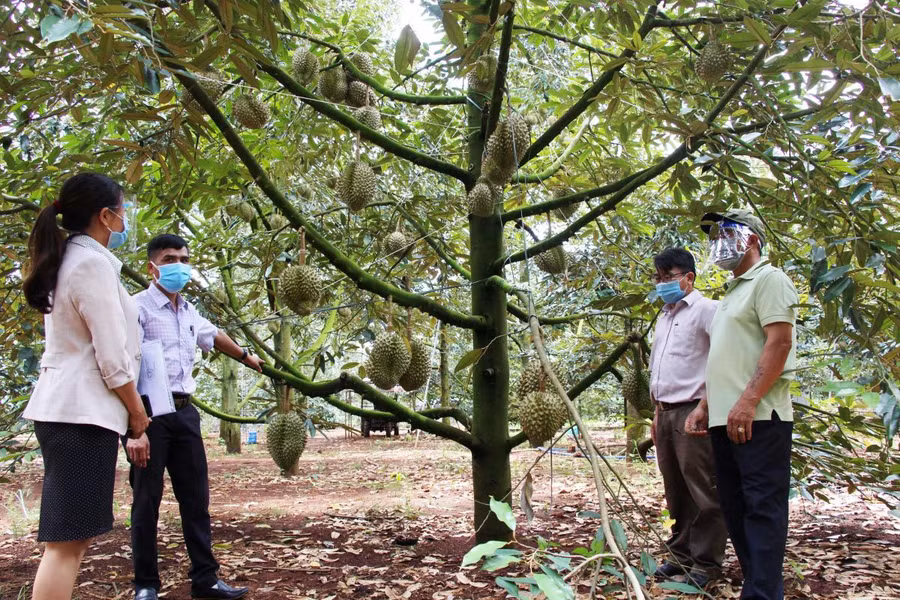 Vườn sầu riêng của gia đình ông Bùi Đình Lục, thôn Tân Bắc, xã Ea Kênh, huyện Krông Pắc (tỉnh Đắk Lắk) chờ ngày thu hái.