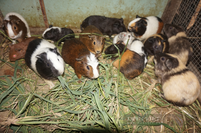  Ngoài nuôi dúi, ông Sáng còn nuôi khoảng 100 con chuột lang, có giá trị kinh tế khá cao. Ảnh: Tuyết Nhung