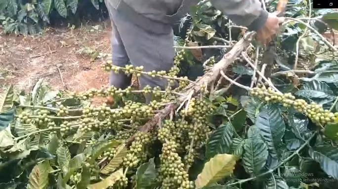 Cây cà phê trĩu quả của người dân bị chặt phá
