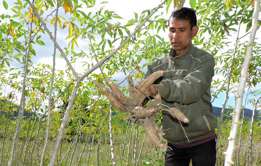 Trung Quốc nhập khẩu từ Việt Nam 420.700 tấn sắn lát khô (chiếm 11,62%), tăng 26,2% so với cùng kỳ năm 2020. Trung Quốc nhập khẩu sắn và các sản phẩm từ sắn một phần làm thức ăn chăn nuôi. Trong ảnh: Nông dân Kon Tum thu hoạch sắn. Ảnh: Báo Kon Tum. Trung Quốc nhập khẩu từ Việt Nam 420.700 tấn sắn lát khô (chiếm 11,62%), tăng 26,2% so với cùng kỳ năm 2020. Trung Quốc nhập khẩu sắn và các sản phẩm từ sắn một phần làm thức ăn chăn nuôi. Trong ảnh: Nông dân Kon Tum thu hoạch sắn. Ảnh: Báo Kon Tum.