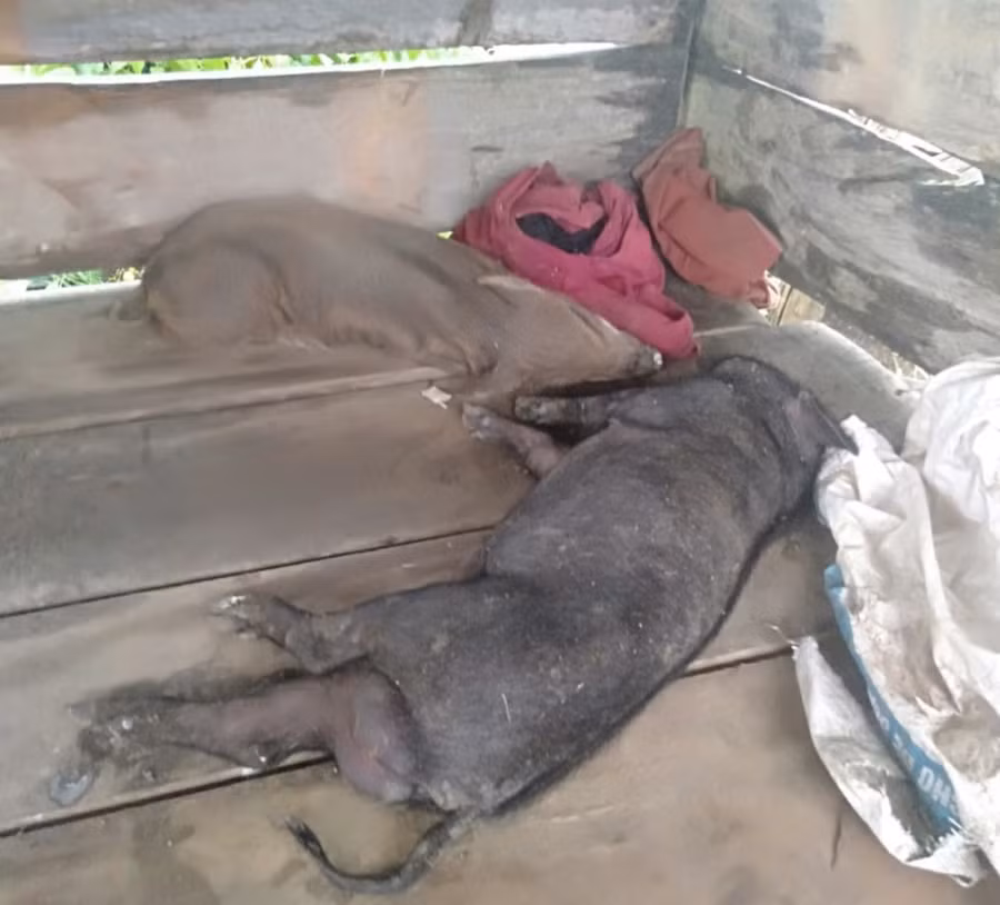 Hiện hàng trăm con heo giống thuộc các chương trình 135 và 30A cấp cho người dân đem về nuôi đã bị chết hàng loạt