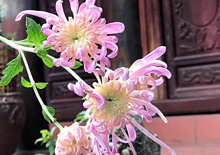 Loài hoa cúc cổ giống một với hoa cúc được chạm khắc trên bia đá của vương triều Nguyễn. Ảnh: Thuyết Hùng Vũ