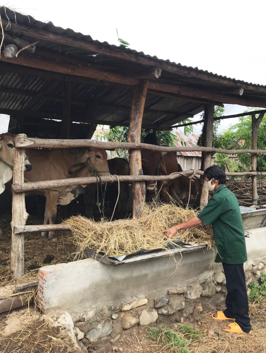  Ông Đinh Plich (làng Hway, xã Hà Tam đang chăm sóc con bò giống được thụ hưởng từ dự án. Ảnh: Sơn Ca