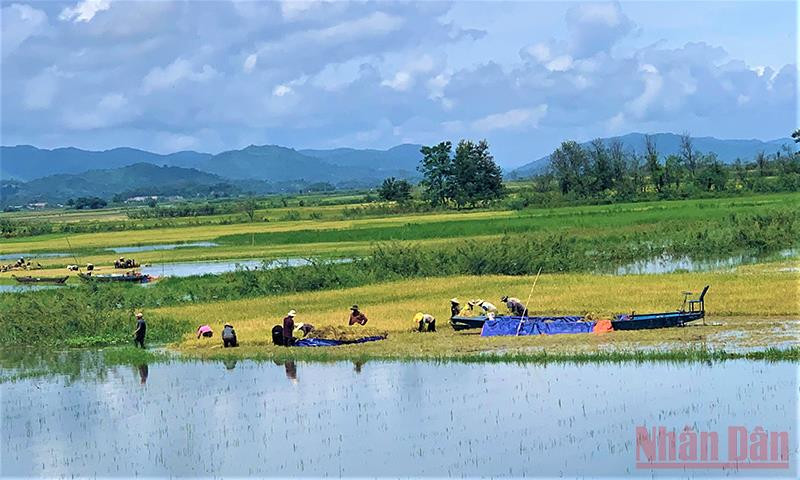 Ở những buôn cổ bên hồ Lắk có những cây cổ thụ quanh năm tỏa bóng mát. 