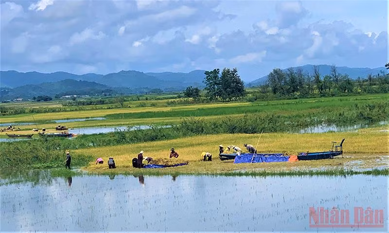 Ở những buôn cổ bên hồ Lắk có những cây cổ thụ quanh năm tỏa bóng mát. 