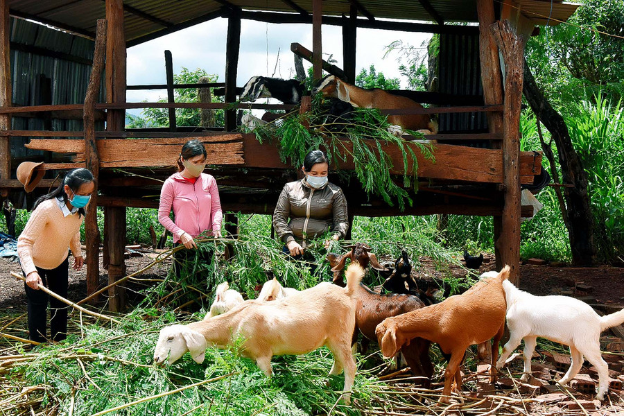 Nhờ sự hỗ trợ của Hội Liên hiệp phụ nữ huyện, đến nay, nhiều hội viên đã làm chủ mô hình kinh tế cho thu nhập gần 100 triệu đồng/năm.