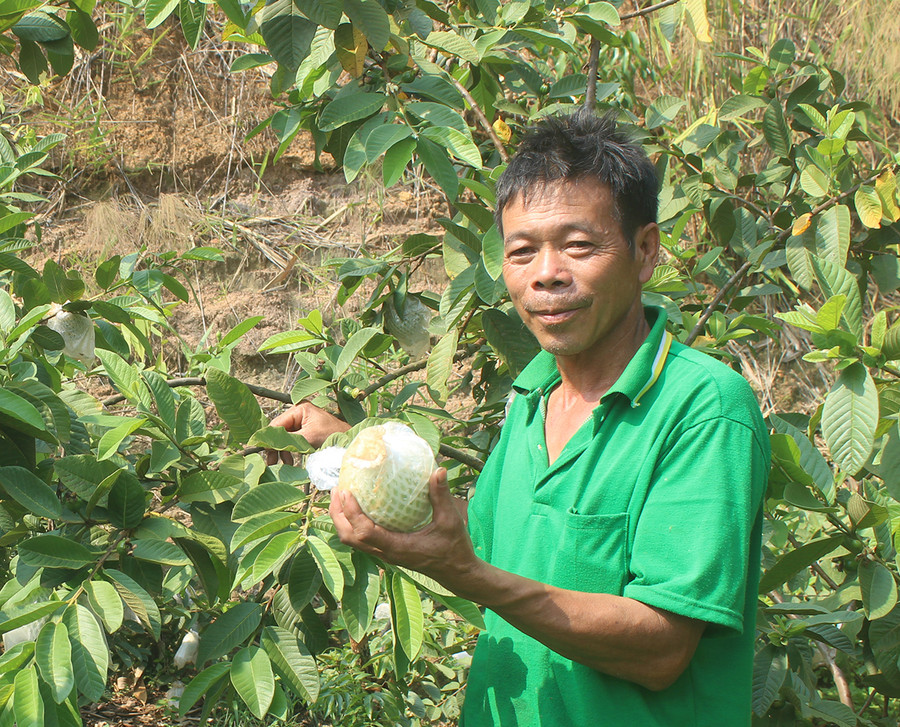 Nhờ chuyển đổi sang trồng cây ăn quả, ông Đặng Thanh Vân (tổ dân phố 3, thị trấn Phú Hòa) có thu nhập ổn định quanh năm. Ảnh: Sơn Ca