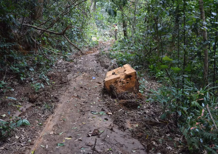 1 khúc gỗ tại hiện trường vụ án. Ảnh: Đình Phong