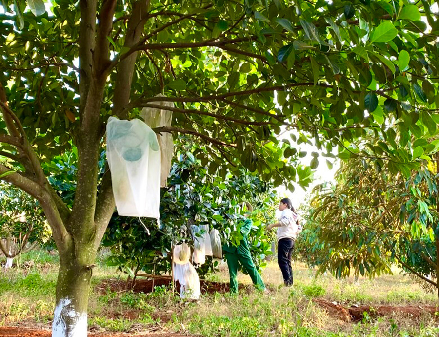 Đức Cơ đẩy mạnh liên kết giữa doanh nghiệp với nông dân. Ảnh: Hà Duy Đức Cơ đẩy mạnh liên kết giữa doanh nghiệp với nông dân. Ảnh: Hà Duy