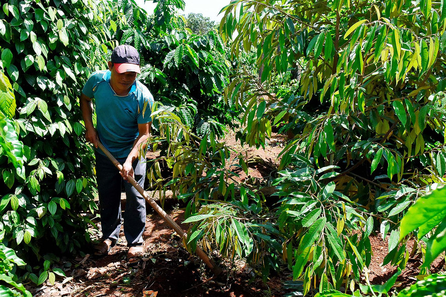 Anh Rơ Châm In (làng Kành) áp dụng khoa học kỹ thuật vào sản xuất nên diện tích 2 ha cà phê trồng xen cây ăn quả luôn đạt năng suất cao. Ngoài ra, gia đình anh còn nuôi bò và làm 2 sào lúa, trung bình mỗi năm cho thu nhập trên 100 triệu đồng.