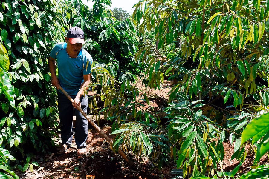 Anh Rơ Châm In (làng Kành) áp dụng khoa học kỹ thuật vào sản xuất nên diện tích 2 ha cà phê trồng xen cây ăn quả luôn đạt năng suất cao. Ngoài ra, gia đình anh còn nuôi bò và làm 2 sào lúa, trung bình mỗi năm cho thu nhập trên 100 triệu đồng.