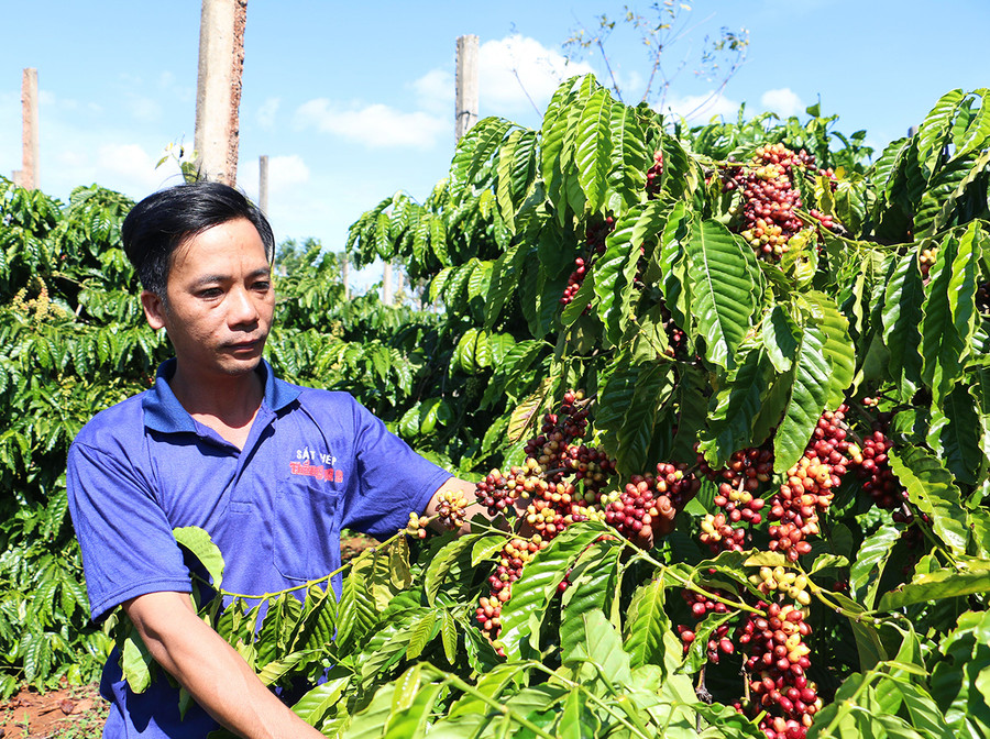 Nhiều diện tích cà phê được người dân liên kết với doanh nghiệp sản xuất theo tiêu chuẩn 4C góp phần nâng cao chất lượng và tạo đầu ra ổn định. Ảnh: Quang Tấn Nhiều diện tích cà phê được người dân liên kết với doanh nghiệp sản xuất theo tiêu chuẩn 4C góp phần nâng cao chất lượng và tạo đầu ra ổn định. Ảnh: Nguyễn Quang