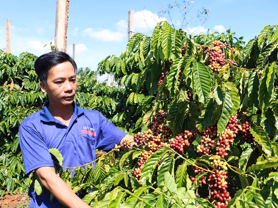 Nhiều diện tích cà phê được người dân liên kết với doanh nghiệp sản xuất theo tiêu chuẩn 4C góp phần nâng cao chất lượng và tạo đầu ra ổn định. Ảnh: Nguyễn Quang