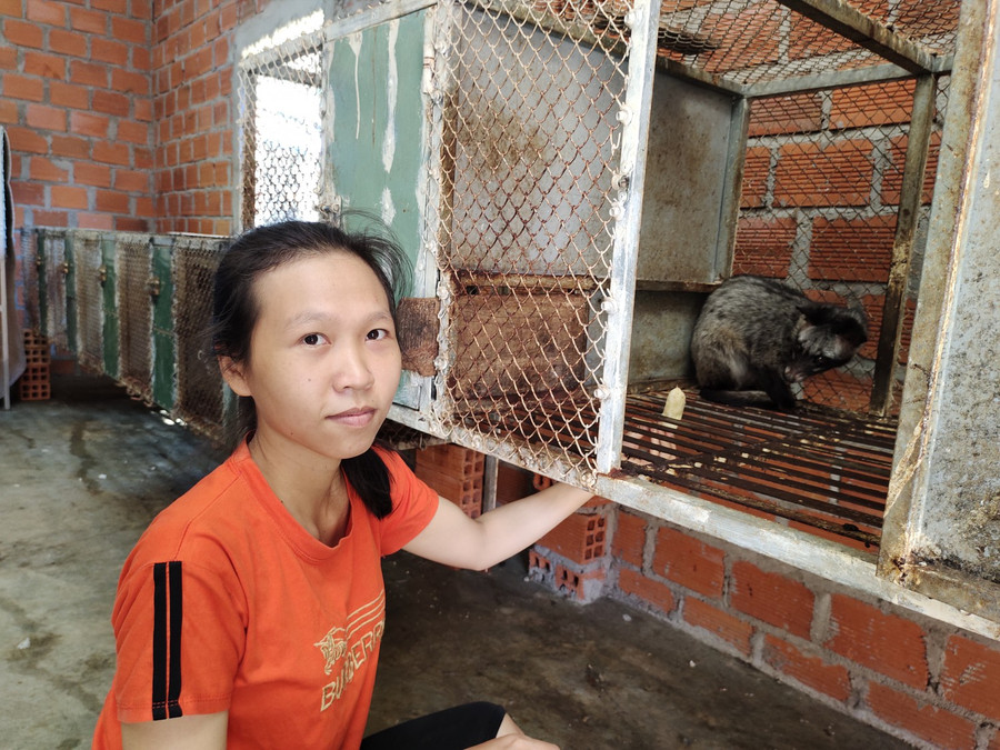 Để chồn hương sinh trưởng tốt, chị Kiều Diễm chủ yếu cho ăn chuối chín tươi và cá rô phi sống, cua, ốc bươu vàng.