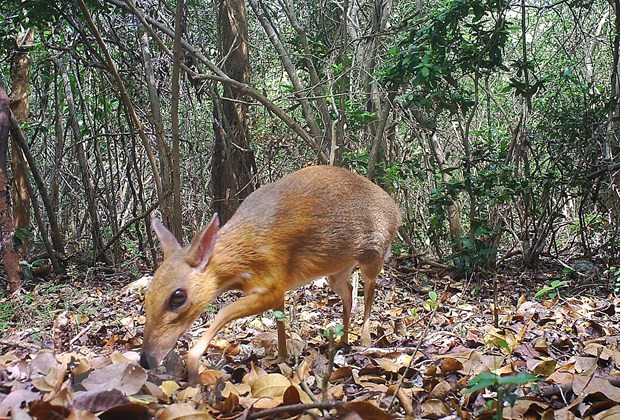 Loài Cheo lưng bạc Việt Nam (tên khoa học Tragulus versicolor) tại Khu dự trữ sinh quyển Núi Chúa là loài động vật hơn 30 năm qua chưa có hình ảnh hay thông tin phát hiện tại khu vực cụ thể ở Việt Nam. (Ảnh: TTXVN phát)  Loài Cheo lưng bạc Việt Nam (tên khoa học Tragulus versicolor) tại Khu dự trữ sinh quyển Núi Chúa là loài động vật hơn 30 năm qua chưa có hình ảnh hay thông tin phát hiện tại khu vực cụ thể ở Việt Nam. (Ảnh: TTXVN phát)