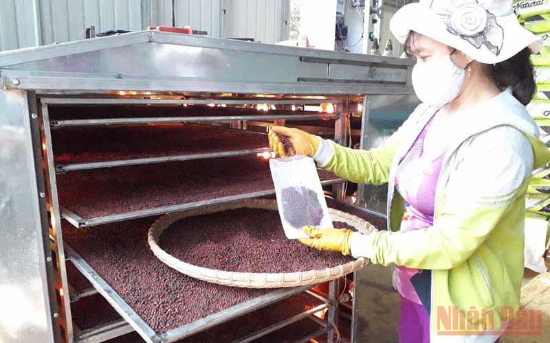 Chế biến sâu giúp tăng giá trị sản phẩm hồ tiêu.
