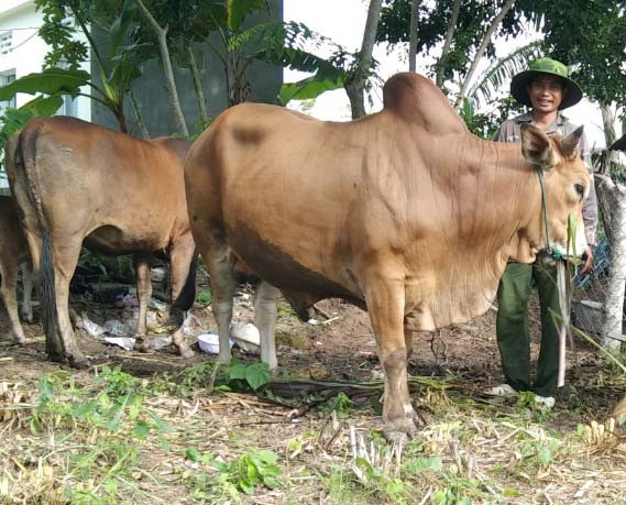 Ông Kpă Tim (làng Ia Prông, xã Đất Bằng) có thu nhập mỗi năm 150-200 triệu đồng từ chăn nuôi, trồng trọt. Ảnh: Nguyễn Ngọc