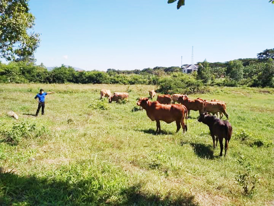  Đàn bò của anh Ngô Minh Ngọc (tổ dân phố 2, thị trấn Đak Pơ). Ảnh: R'Ô HOK