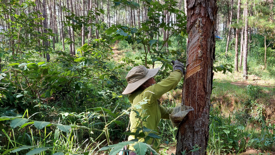 Chị Liễu luồn rừng đi cạo nhựa thông