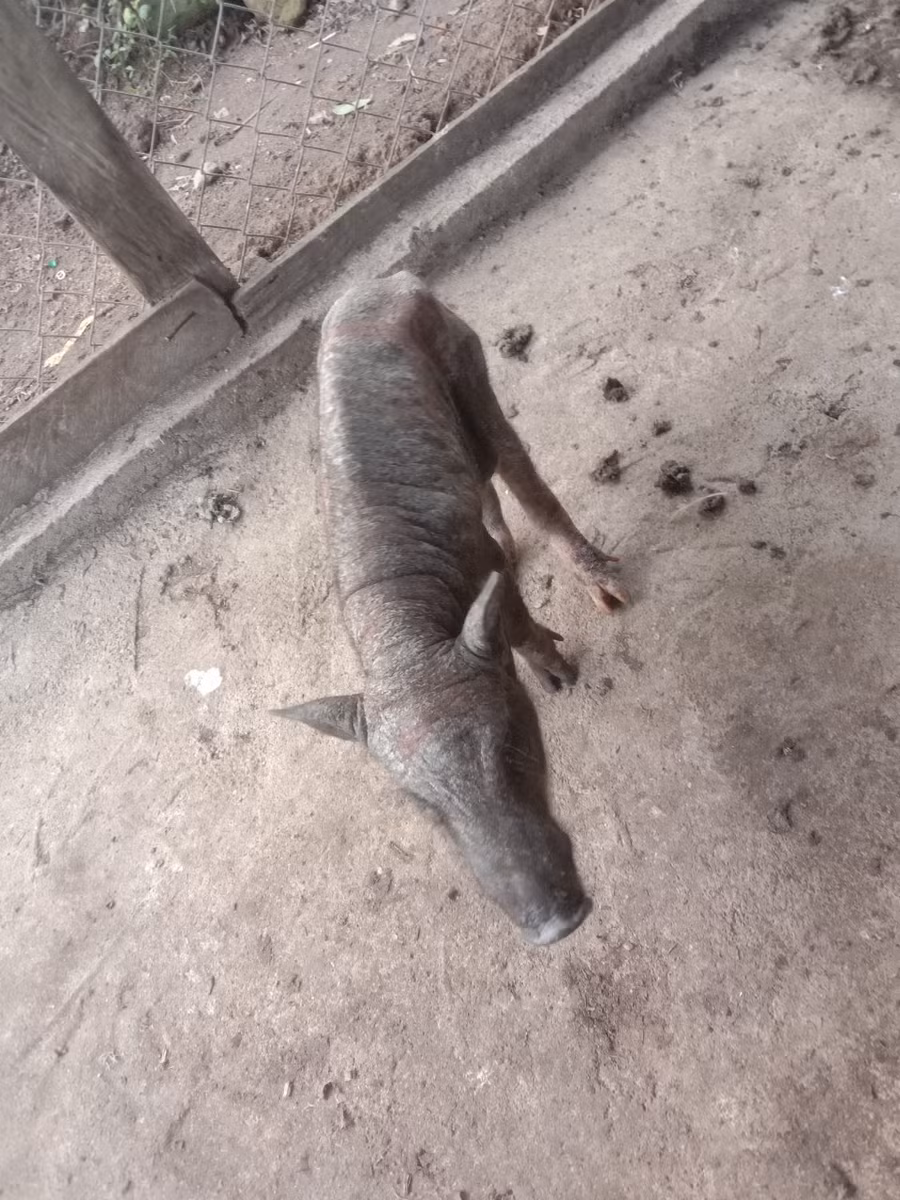 Trên tổng số 905 con heo giống được cấp phát, đến nay chỉ còn khoảng 105 con còn sống