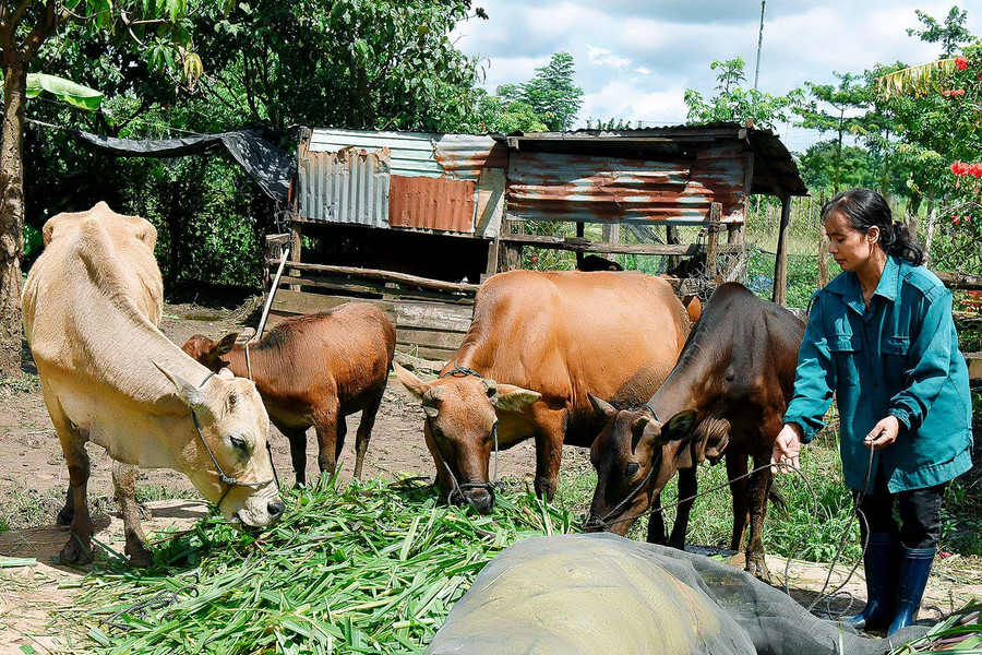 Chị Kpă Hmưng (thị trấn Nhơn Hòa) chia sẻ: Thời gian qua, gia đình chị đã được Hội Liên hiệp phụ nữ huyện hỗ trợ 1 con bò giống, hỗ trợ cho vay 20 triệu đồng từ Phòng Giao dịch Ngân hàng Chính sách Xã hội để mua bò tạo sinh kế bền vững. Hiện gia đình chị đã thoát nghèo.