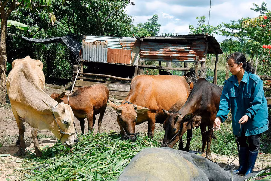 Chị Kpă Hmưng (thị trấn Nhơn Hòa) chia sẻ: Thời gian qua, gia đình chị đã được Hội Liên hiệp phụ nữ huyện hỗ trợ 1 con bò giống, hỗ trợ cho vay 20 triệu đồng từ Phòng Giao dịch Ngân hàng Chính sách Xã hội để mua bò tạo sinh kế bền vững. Hiện gia đình chị đã thoát nghèo.