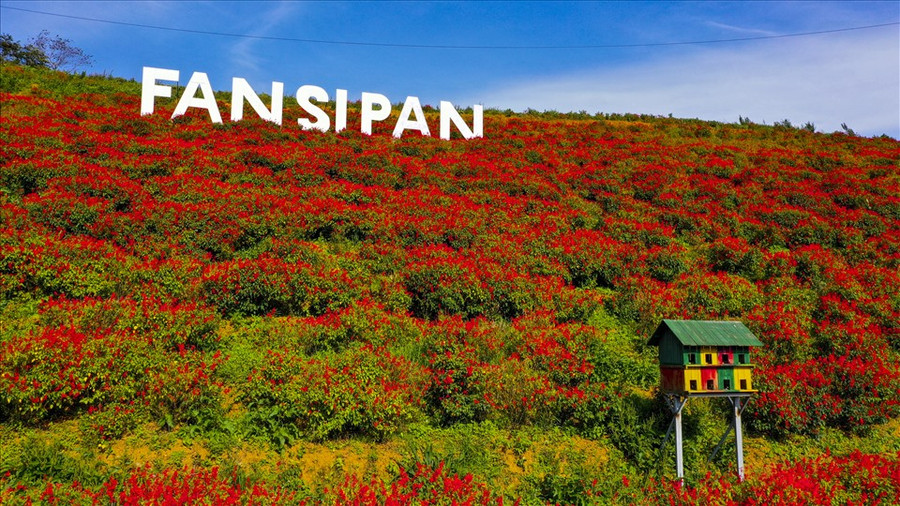Tháng 9, Fansipan với thung lũng hoa nở rộ, nhiều sắc màu rực rỡ. Ảnh: Hoàng Trung Hiếu.