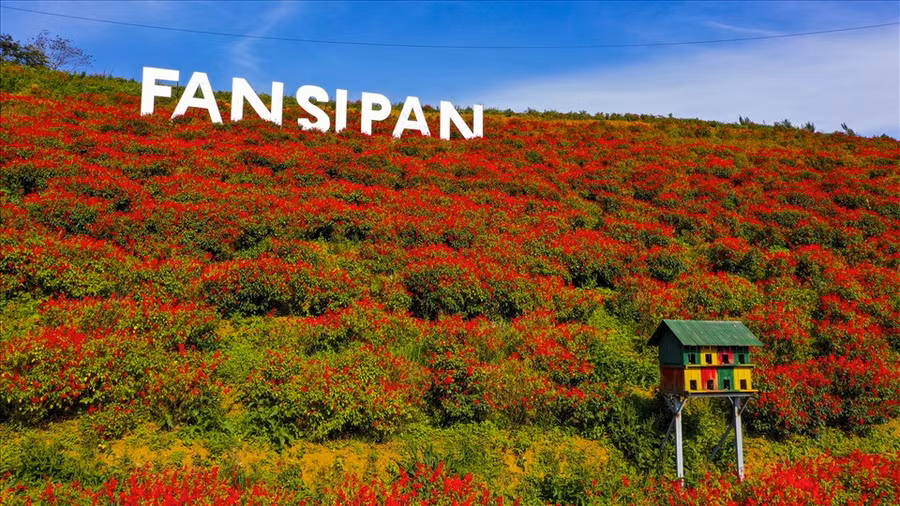 Tháng 9, Fansipan với thung lũng hoa nở rộ, nhiều sắc màu rực rỡ. Ảnh: Hoàng Trung Hiếu.