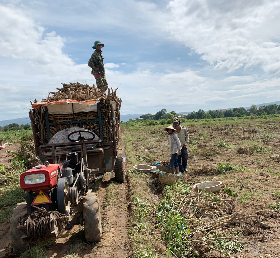 Thu mua nông sản là một trong những lĩnh vực kinh doanh của Hợp tác xã nông nghiệp và dịch vụ thanh niên xã Đất Bằng (huyện Krông Pa). Ảnh: Nguyên Hương Thu mua nông sản là một trong những lĩnh vực kinh doanh của Hợp tác xã Nông nghiệp và Dịch vụ thanh niên xã Đất Bằng. Ảnh: Nguyên Hương