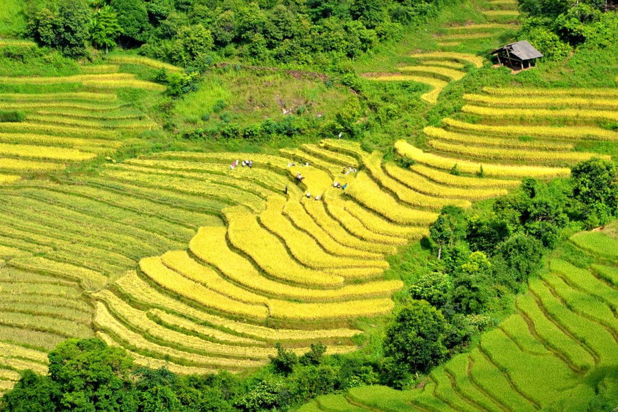  Ruộng bậc thang chồng lên nhau như những nấc thang lên đỉnh núi.