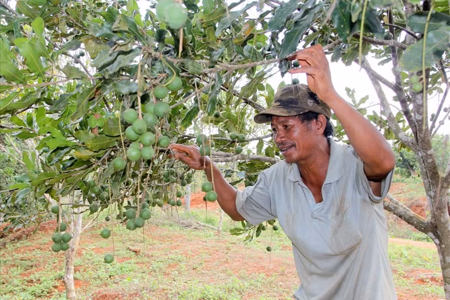 Khi không thiếu đói, bà con ở bon Bu P'răng 1, 2 tập trung phát triển cây trồng công nghiệp để nâng cao thu nhập, cải thiện cuộc sống. Ảnh: Phan Tuấn