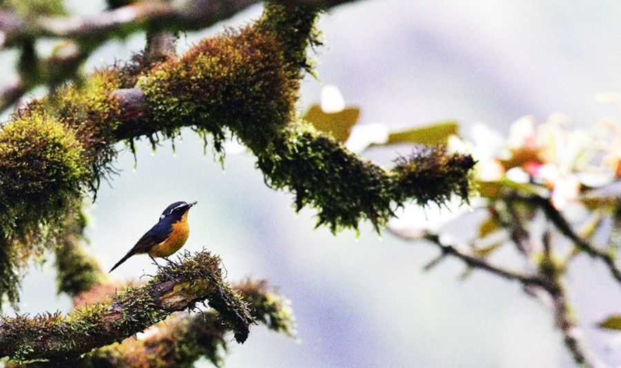 Hệ động-thực vật đa dạng, phong phú là điểm nhấn đặc biệt của Khu dự trữ sinh quyển Cao nguyên Kon Hà Nừng. Ảnh Tư liệu